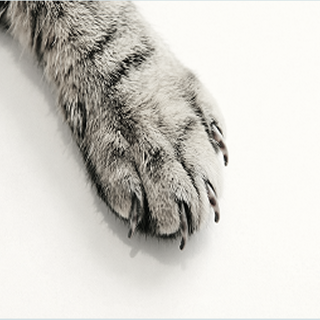 transparent-Photoroom 116 (1).png